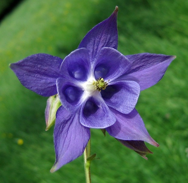 Aquilegia vulgaris